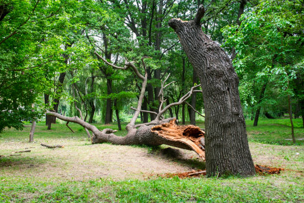 Best Tree Removal  in Stratford Downtown, CT