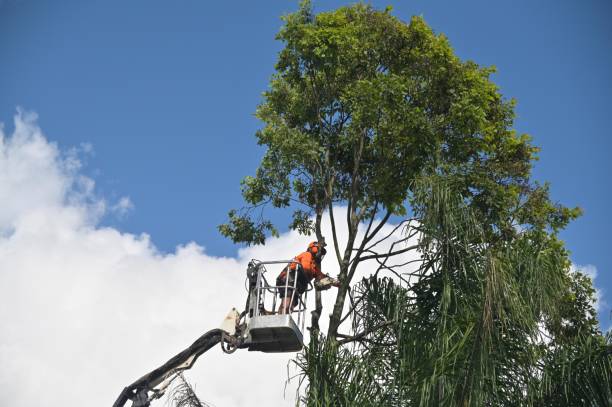 Professional Tree Services in Stratford Downtown, CT