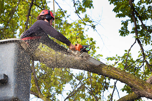 Best Tree Risk Assessment  in Stratford Downtown, CT