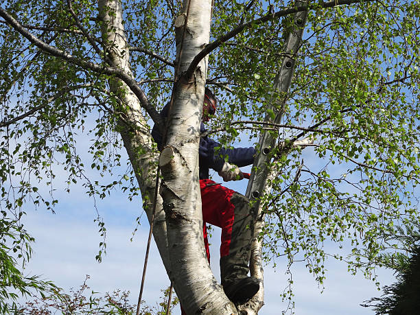 Tree and Shrub Care in Stratford Downtown, CT