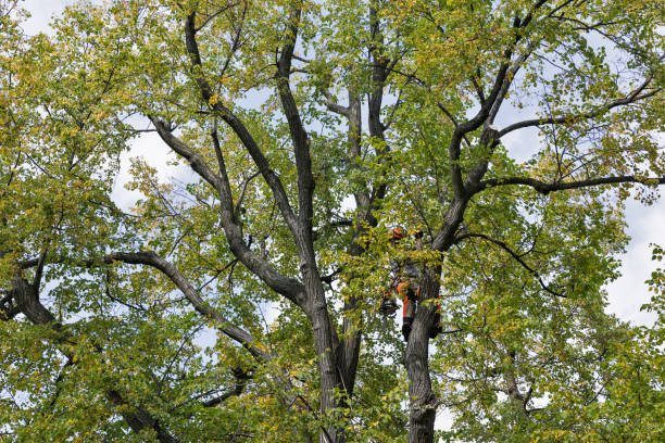 How Our Tree Care Process Works  in  Stratford Downtown, CT